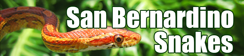 San Bernardino snake